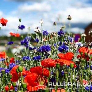 Blomsteräng på duk 5-250 m2